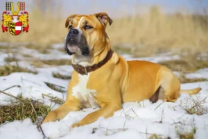 Lire la suite à propos de l’article Ca de Bou Éleveurs et chiots en Carinthie