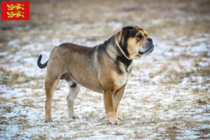 Lire la suite à propos de l’article Ca de Bou éleveurs et chiots en Normandie