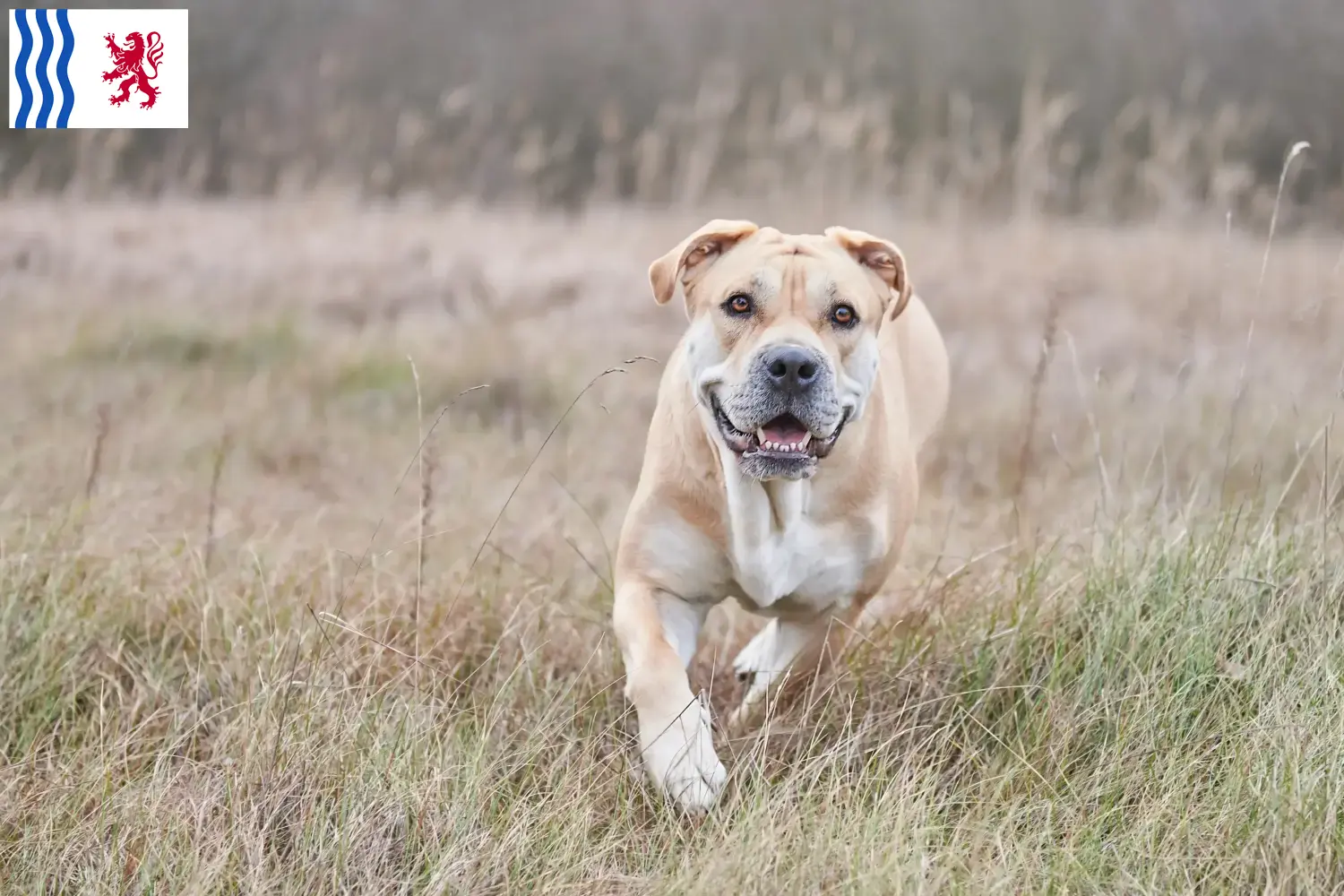 Ca de Bou Chiots et éleveurs Nouvelle-Aquitaine Ici tu trouves des éleveurs de Ca de Bous en Nouvelle-Aquitaine.