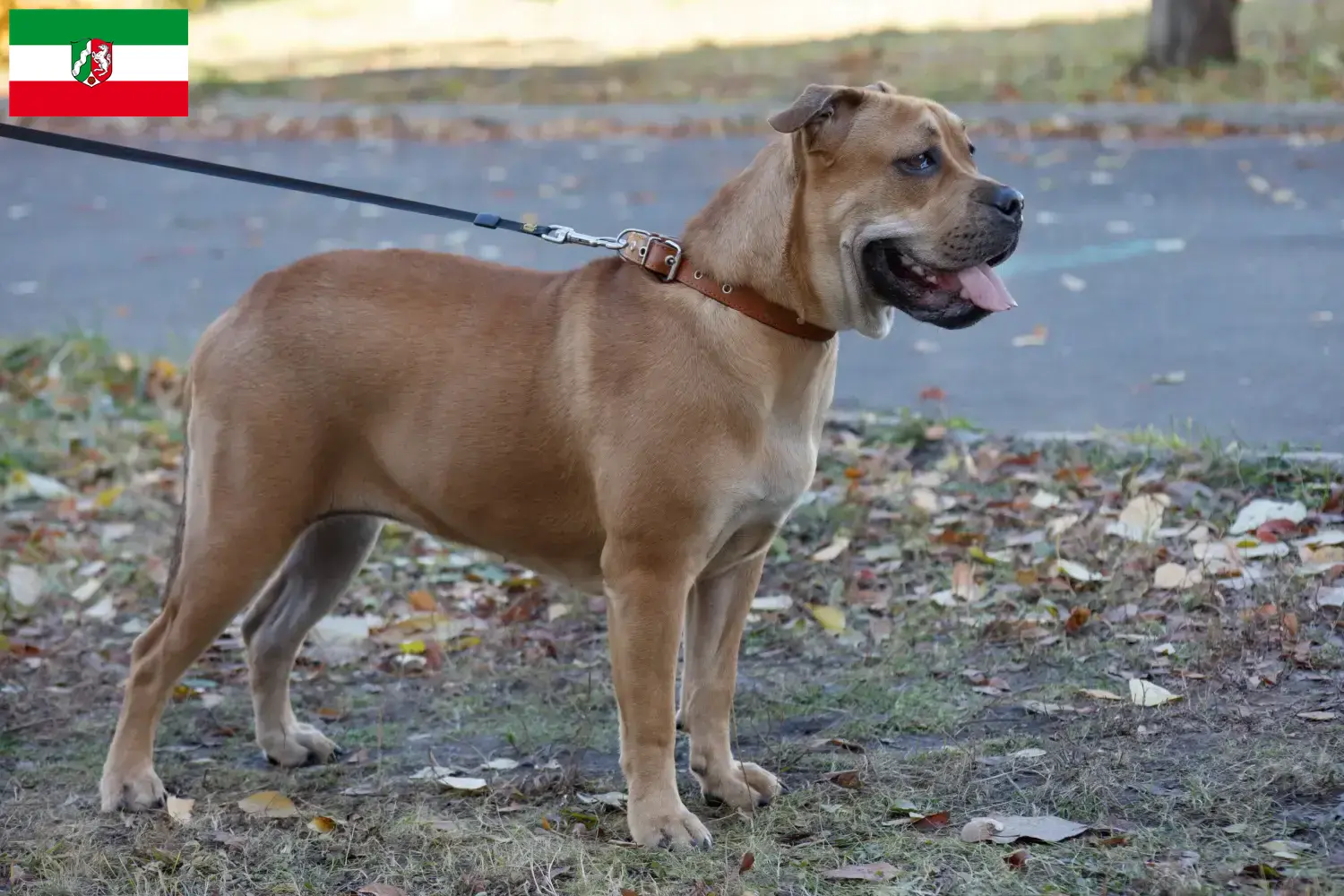 Ca de Bou Chiots et éleveurs Rhénanie-du-Nord-Westphalie Ici tu peux trouver des éleveurs de Ca de Bous en Rhénanie-du-Nord-Westphalie.