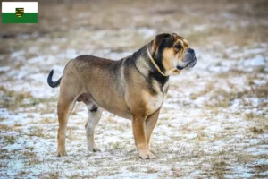 Lire la suite à propos de l’article Ca de Bou Éleveurs et chiots en Saxe