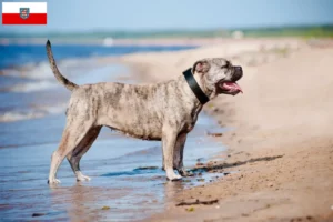 Lire la suite à propos de l’article Ca de Bou Éleveurs et chiots en Thuringe
