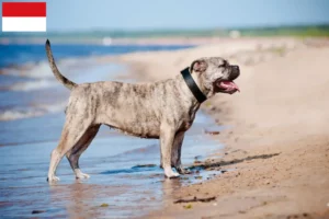 Lire la suite à propos de l’article Ca de Bou Éleveurs et chiots à Vienne