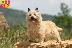 Lire la suite à propos de l’article Éleveurs de Cairn Terriers et Chiots en Auvergne-Rhône-Alpes