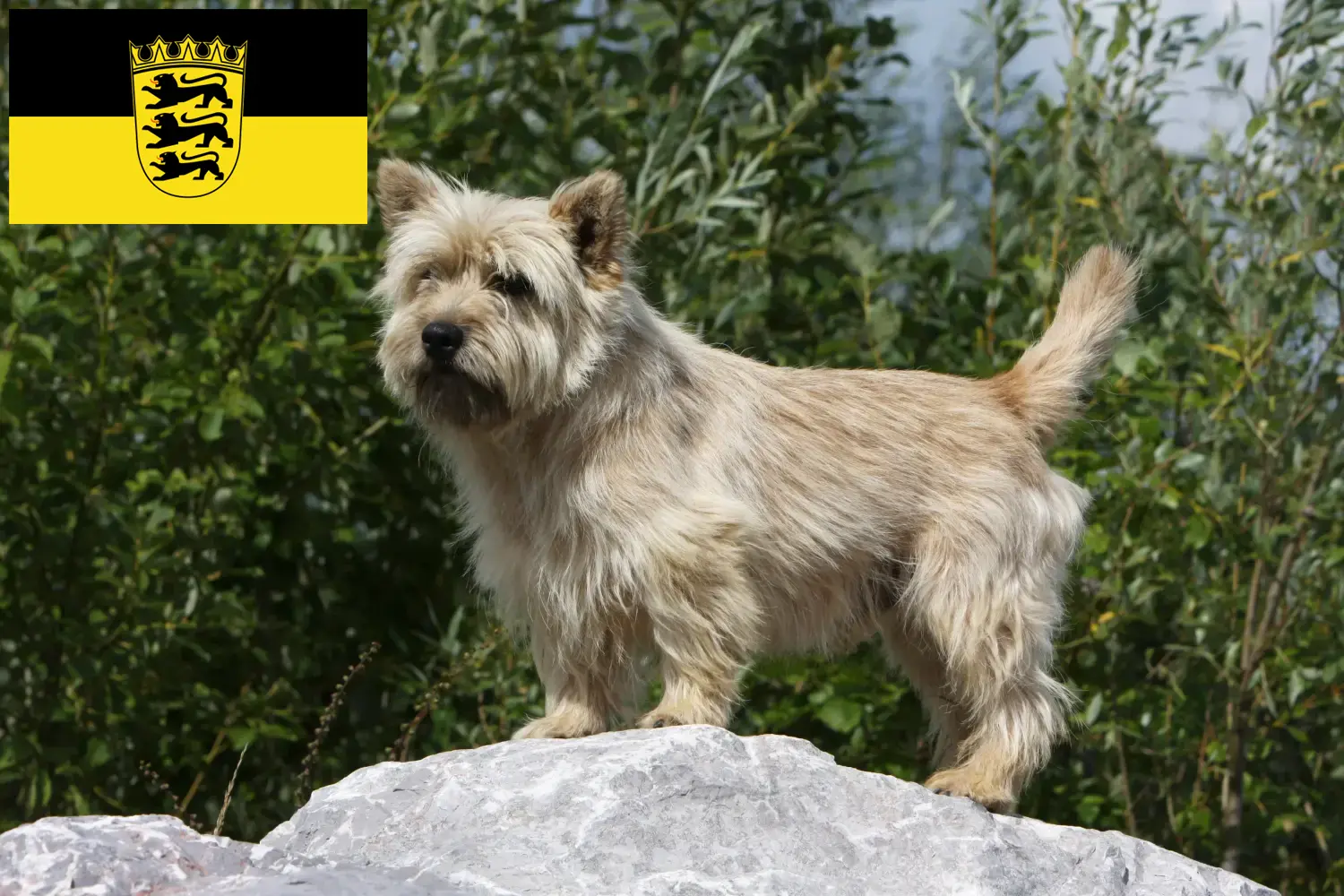Cairn Terrier chiots et éleveurs Baden-Württemberg Ici, tu trouveras des éleveurs de Cairn Terrier en Bade-Wurtemberg.