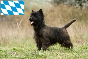 Lire la suite à propos de l’article Éleveurs de Cairn Terriers et chiots en Bavière