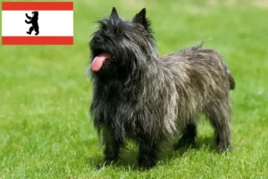 Lire la suite à propos de l’article Éleveurs de Cairns Terriers et chiots à Berlin