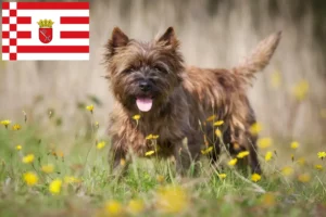 Lire la suite à propos de l’article Éleveurs de Cairns Terriers et chiots à Brême