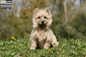 Lire la suite à propos de l’article Éleveurs de Cairn Terriers et chiots en Bretagne