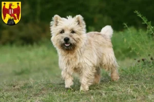 Lire la suite à propos de l’article Éleveurs de Cairn Terriers et chiots dans le Burgenland