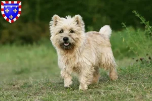 Lire la suite à propos de l’article Éleveurs de Cairn Terrier et chiots en Centre-Val de Loire