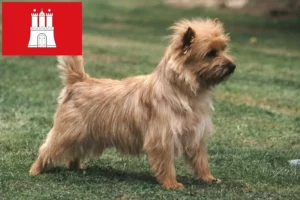 Lire la suite à propos de l’article Éleveurs de Cairns Terriers et chiots à Hambourg