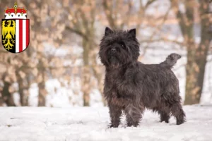 Lire la suite à propos de l’article Éleveurs de Cairn Terriers et chiots en Haute-Autriche