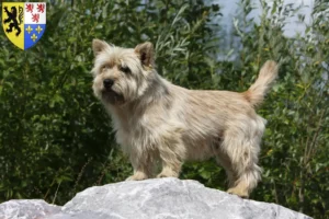 Lire la suite à propos de l’article Éleveurs de Cairn Terriers et Chiots en Hauts-de-France