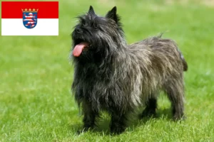 Lire la suite à propos de l’article Éleveurs de Cairns Terriers et chiots en Hesse
