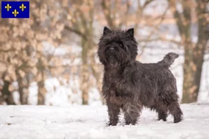 Lire la suite à propos de l’article Éleveurs de Cairn Terriers et Chiots en Île-de-France