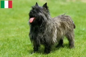Lire la suite à propos de l’article Éleveurs de Cairns Terriers et Chiots en Italie