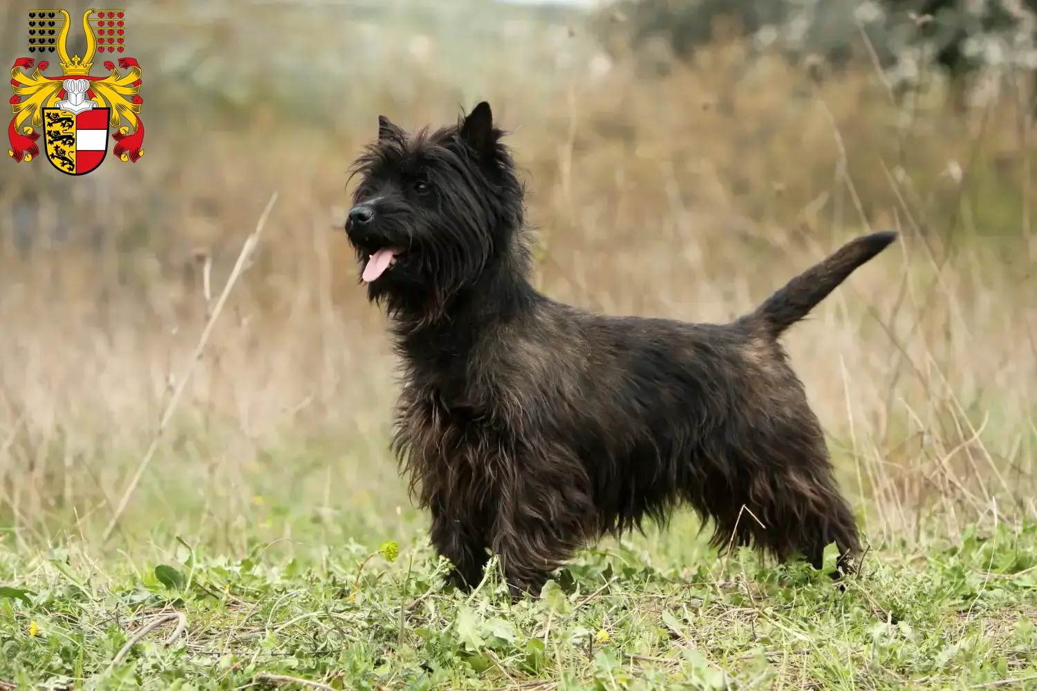 Cairn Terrier chiots et éleveurs Carinthie Ici, tu trouveras des éleveurs de Cairn Terrier en Carinthie.