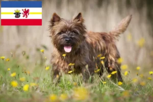 Lire la suite à propos de l’article Éleveurs de Cairn Terrier et chiots dans le Mecklembourg-Poméranie occidentale