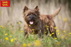 Lire la suite à propos de l’article Éleveurs de Cairn Terriers et chiots en Normandie