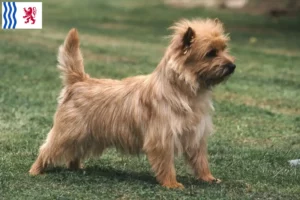Lire la suite à propos de l’article Éleveurs de Cairn Terrier et chiots en Nouvelle-Aquitaine