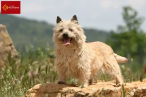 Lire la suite à propos de l’article Éleveurs de Cairn Terriers et Chiots en Occitanie