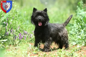 Lire la suite à propos de l’article Éleveurs de Cairn Terrier et chiots en Pays de la Loire
