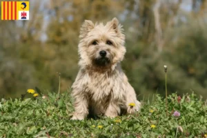 Lire la suite à propos de l’article Éleveurs de Cairn Terrier et chiots en Provence-Alpes-Côte d’Azur