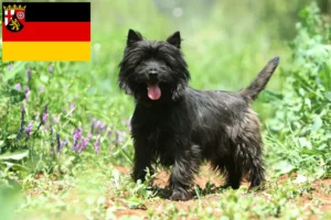 Lire la suite à propos de l’article Éleveurs de Cairn Terriers et chiots en Rhénanie-Palatinat