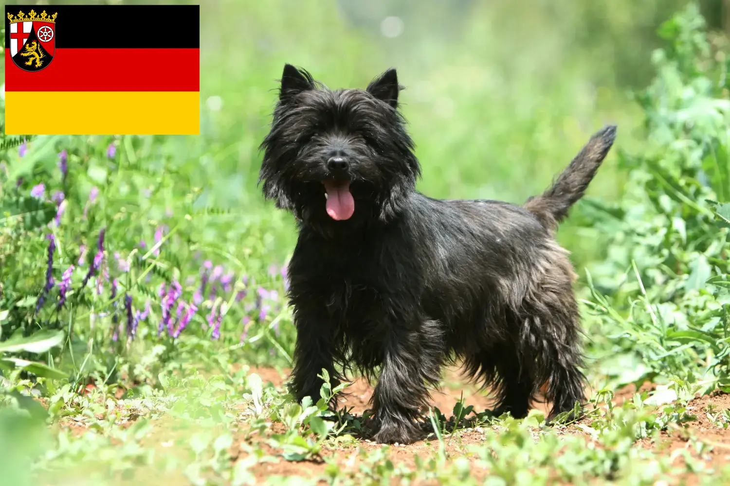 Cairn Terrier chiots et éleveurs Rhénanie-Palatinat Ici, tu trouveras des éleveurs de Cairn Terrier en Rhénanie-Palatinat.