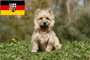 Lire la suite à propos de l’article Éleveurs de Cairn Terriers et chiots en Sarre