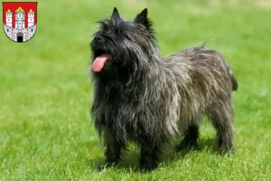 Lire la suite à propos de l’article Éleveurs de Cairns Terriers et Chiots à Salzbourg