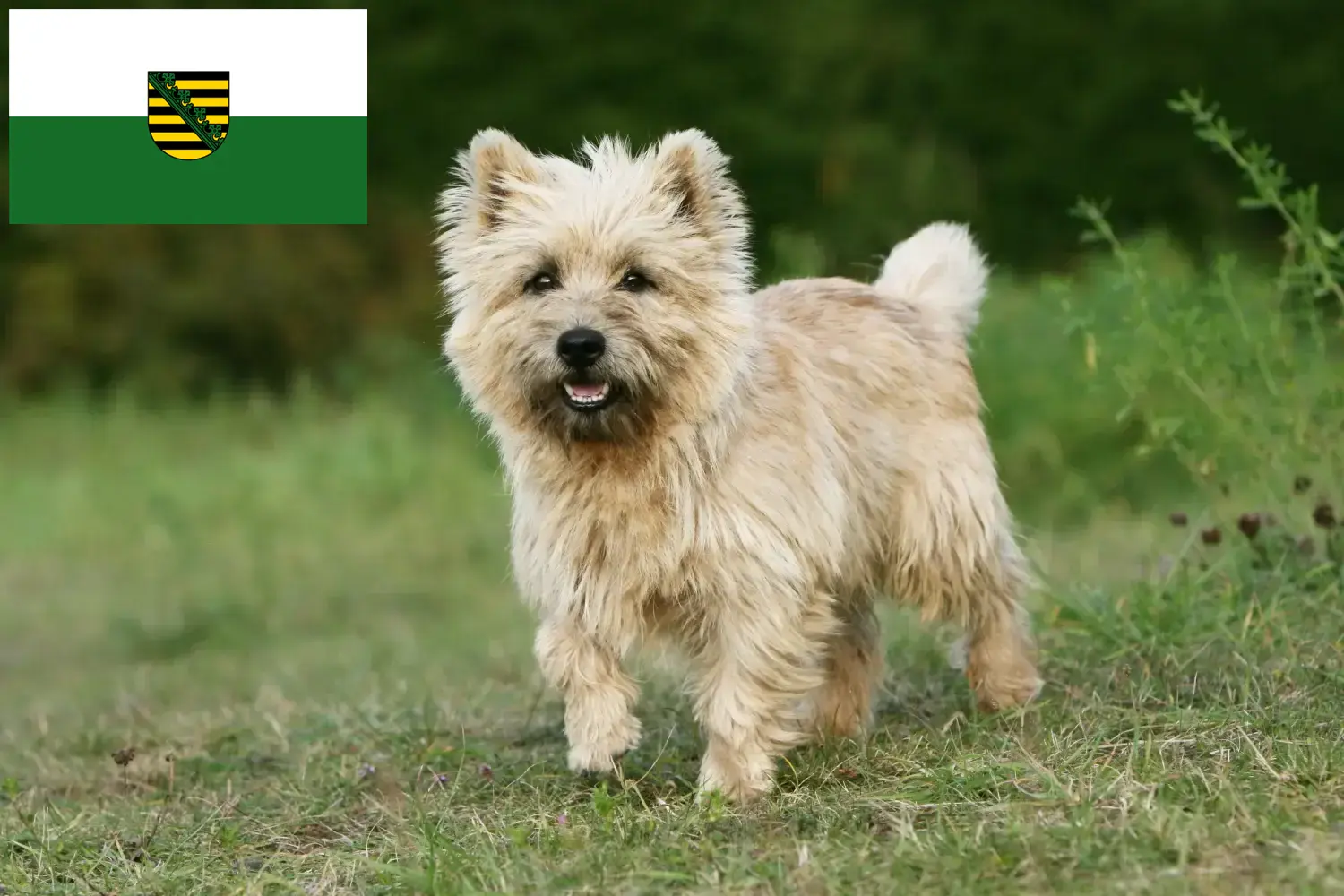 Cairn Terrier chiots et éleveurs Saxe Ici, tu trouveras des éleveurs de Cairn Terrier en Saxe.
