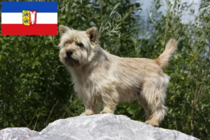 Lire la suite à propos de l’article Éleveurs de Cairns Terriers et chiots dans le Schleswig-Holstein