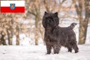 Lire la suite à propos de l’article Éleveurs de Cairns Terriers et chiots en Thuringe