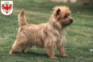 Lire la suite à propos de l’article Éleveurs de Cairn Terriers et chiots au Tyrol