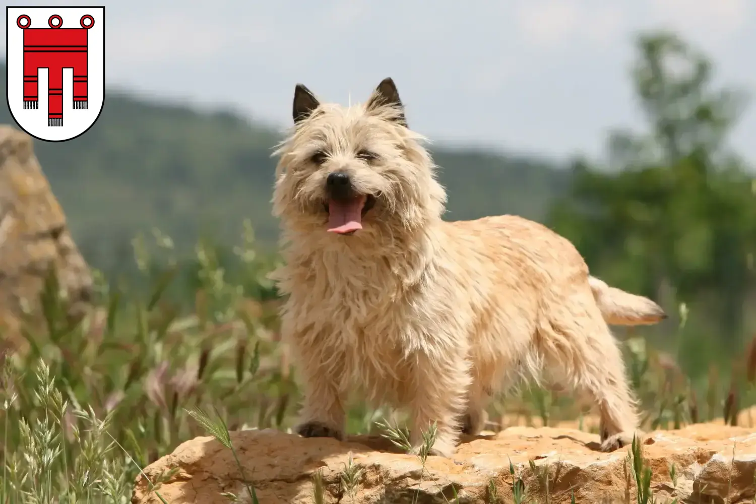 Cairn Terrier chiots et éleveurs Vorarlberg Ici, tu trouveras des éleveurs de Cairn Terrier dans le Vorarlberg.