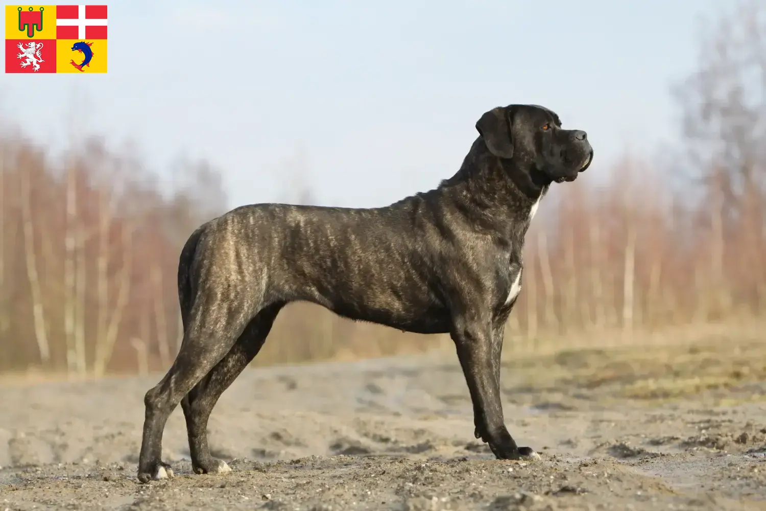 Cane Corso Italiano chiots et éleveurs Auvergne-Rhône-Alpes Ici tu trouves des éleveurs de Cane Corso Italianos en Auvergne-Rhône-Alpes.