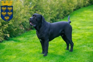 Lire la suite à propos de l’article Cane Corso Italiano éleveurs et chiots en Basse-Autriche