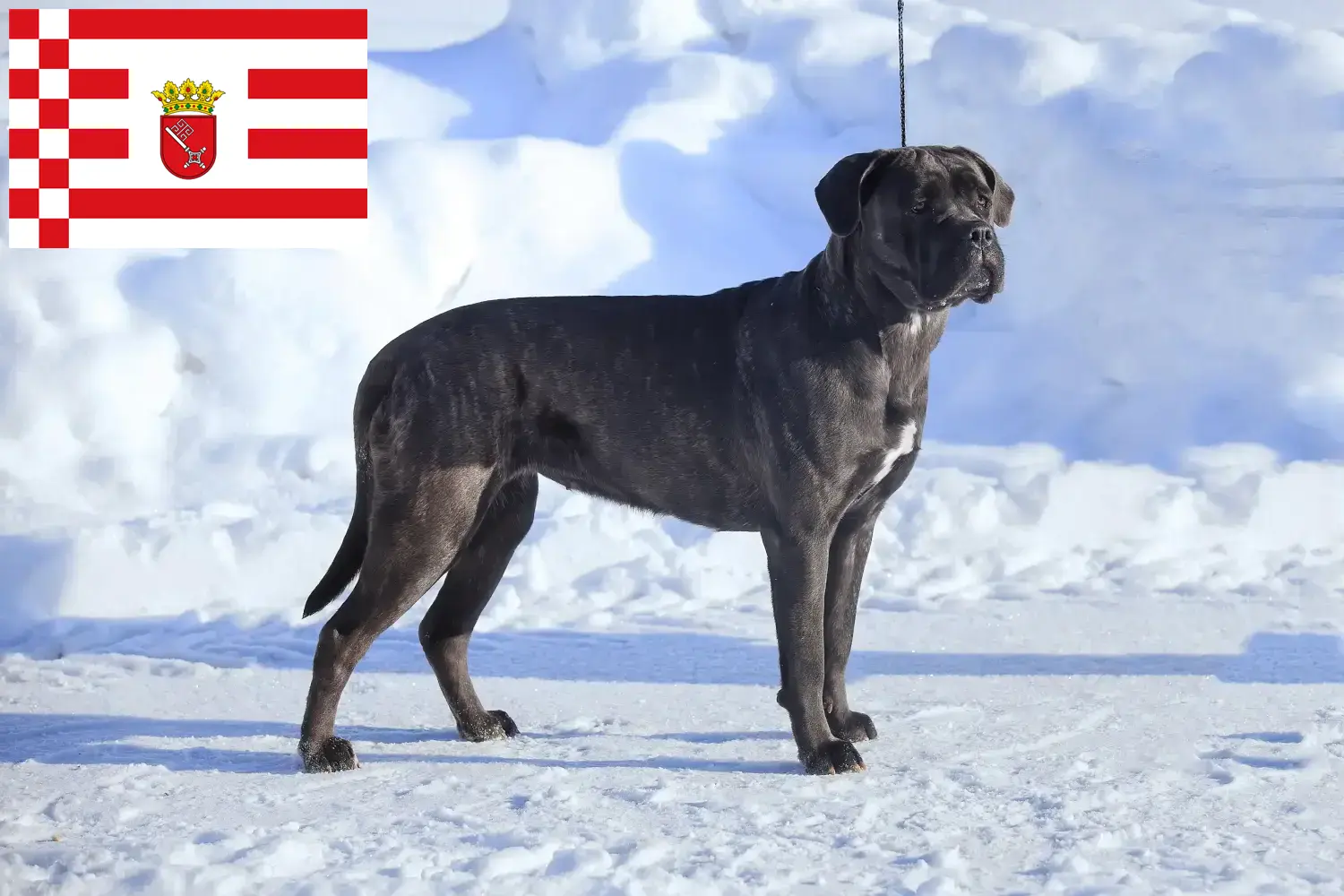Cane Corso Italiano chiots et éleveurs Brême Ici, tu trouveras des éleveurs de Cane Corso Italianos à Brême.
