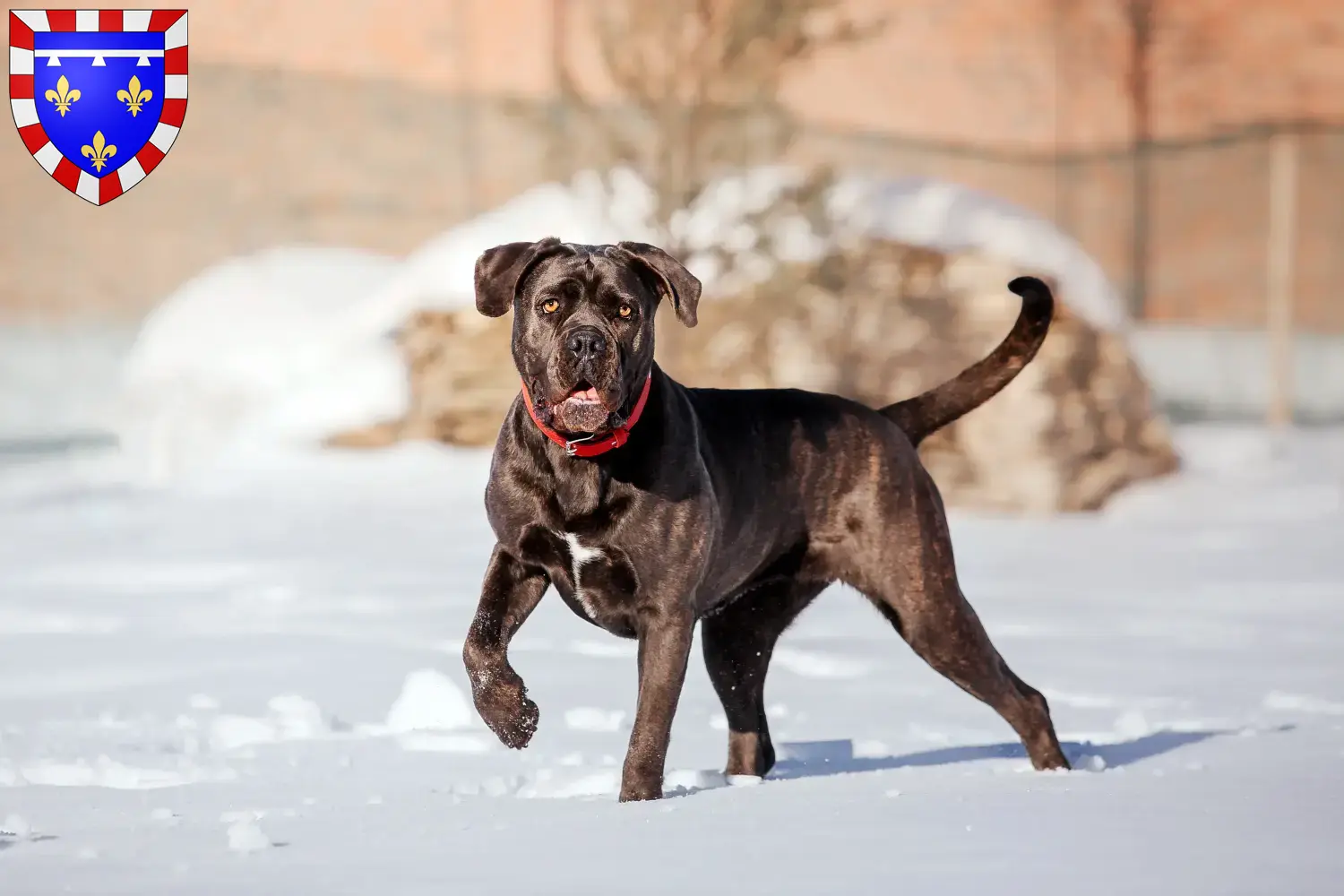 Cane Corso Italiano chiots et éleveurs Centre-Val de Loire Ici tu trouves des éleveurs de Cane Corso Italianos en Centre-Val de Loire.