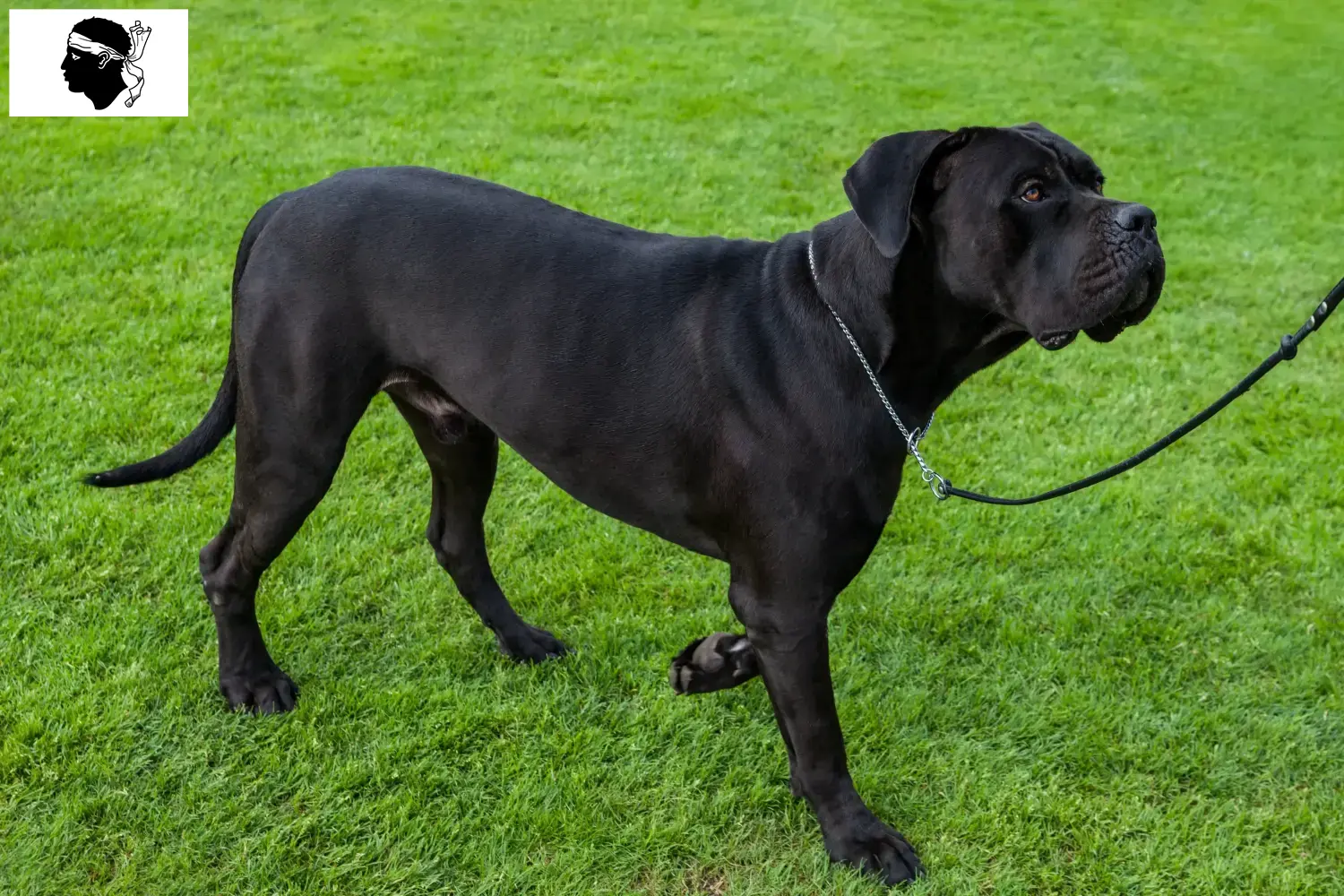 Cane Corso Italiano chiots et éleveurs Corse Ici, tu trouveras des éleveurs de Cane Corso Italianos en Corse.