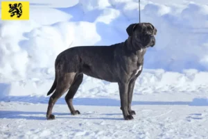 Lire la suite à propos de l’article Cane Corso Italiano éleveurs et chiots en Flandre