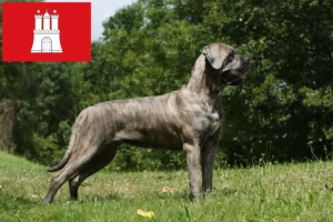 Lire la suite à propos de l’article Cane Corso Italiano éleveurs et chiots à Hambourg