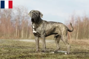 Lire la suite à propos de l’article Cane Corso Italiano éleveurs et chiots en Martinique