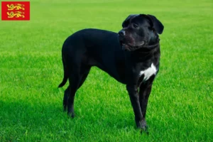 Lire la suite à propos de l’article Cane Corso Italiano éleveurs et chiots en Normandie