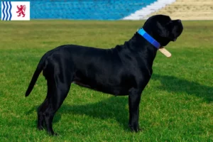 Lire la suite à propos de l’article Cane Corso Italiano éleveurs et chiots en Nouvelle-Aquitaine