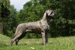 Lire la suite à propos de l’article Cane Corso Italiano Éleveurs et chiots en Nouvelle-Calédonie