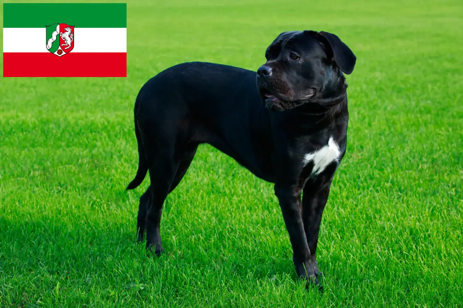 Cane Corso Italiano chiots et éleveurs Rhénanie du Nord-Westphalie Ici, tu trouveras des éleveurs de Cane Corso Italianos en Rhénanie-du-Nord-Westphalie.