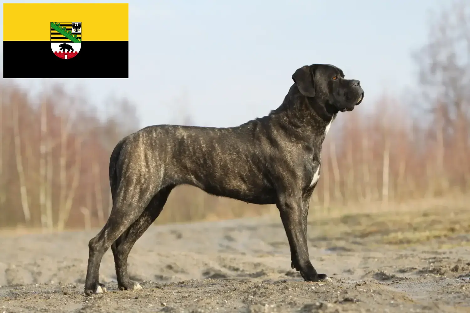 Cane Corso Italiano chiots et éleveurs Saxe-Anhalt Ici, tu trouveras des éleveurs de Cane Corso Italianos en Saxe-Anhalt.